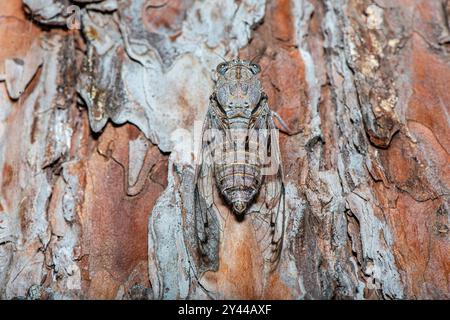 Un'affascinante foto macro di una cicada che si fonde perfettamente nella corteccia degli alberi, mostrando il suo incredibile mimetismo naturale. Foto Stock