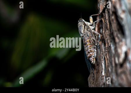 Un'affascinante foto macro di una cicada che si fonde perfettamente nella corteccia degli alberi, mostrando il suo incredibile mimetismo naturale. Foto Stock