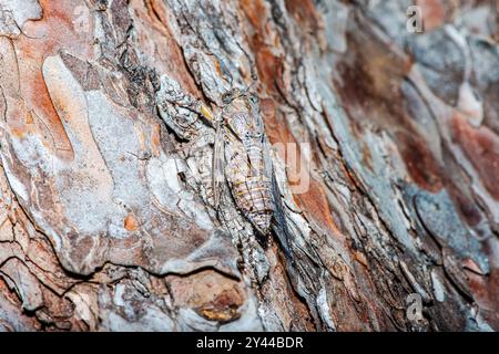 Un'affascinante foto macro di una cicada che si fonde perfettamente nella corteccia degli alberi, mostrando il suo incredibile mimetismo naturale. Foto Stock