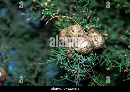 Una foto macro dettagliata del fogliame di Cupressus sempervirens (cipresso mediterraneo), che mostra le sue delicate foglie in scala in vivaci tonalità verdi. Foto Stock