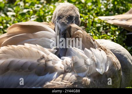 Un giovane cigno muto, o cygnet, si prepara mentre riposa al sole. Questi grandi uccelli acquatici trascorrono molto tempo a mantenere il loro piumaggio Foto Stock