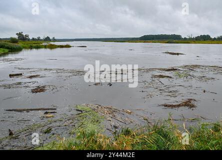 16 settembre 2024, Brandeburgo, Ratzdorf: Driftwood e file di piante spazzate via dalle inondazioni galleggiano sul fiume di confine tedesco-polacco Oder. L'acqua dell'Oder qui, alla confluenza dei fiumi Neisse e Oder, è salita di circa un metro in due giorni a 2,74 metri (a partire dal 16.09.2024, 12.00). I livelli dell'acqua nelle isole Neisse, Oder e Elba continuano a salire. In Polonia, Repubblica ceca e Austria la situazione sta già peggiorando drammaticamente. Nei prossimi giorni potrebbero verificarsi inondazioni su alcuni fiumi del Brandeburgo. L'Ufficio di Stato per l'ambiente (LfU) si aspetta in modo drastico Foto Stock