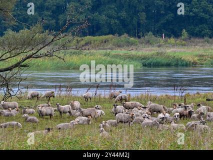 16 settembre 2024, Brandeburgo, Ratzdorf: Gli ovini sono su un pascolo a rischio di inondazione sul fiume Oder, confine tedesco-polacco. Il livello dell'acqua dell'Oder qui, alla confluenza dei fiumi Neisse e Oder, è salito di circa un metro in due giorni a 2,74 metri (a partire dal 16.09.2024, 12.00). I livelli dell'acqua nelle isole Neisse, Oder e Elba continuano a salire. In Polonia, Repubblica ceca e Austria la situazione sta già peggiorando drammaticamente. Nei prossimi giorni potrebbero verificarsi inondazioni su alcuni fiumi del Brandeburgo. L'Ufficio di Stato per l'ambiente (LfU) si aspetta un aumento drastico del wate Foto Stock