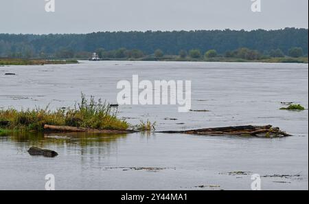 16 settembre 2024, Brandeburgo, Ratzdorf: Driftwood e file di piante spazzate via dalle inondazioni galleggiano sul fiume di confine tedesco-polacco Oder. L'acqua dell'Oder qui, alla confluenza dei fiumi Neisse e Oder, è salita di circa un metro in due giorni a 2,74 metri (a partire dal 16.09.2024, 12.00). I livelli dell'acqua nelle isole Neisse, Oder e Elba continuano a salire. In Polonia, Repubblica ceca e Austria la situazione sta già peggiorando drammaticamente. Nei prossimi giorni potrebbero verificarsi inondazioni su alcuni fiumi del Brandeburgo. L'Ufficio di Stato per l'ambiente (LfU) si aspetta in modo drastico Foto Stock