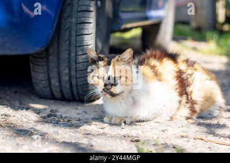 Un gatto calico è comodamente sdraiato sotto una gomma dell'auto e gode dell'ombra fornita dal veicolo sopra di essa Foto Stock