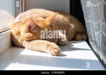 Un adorabile gatto arancione dorme tranquillamente su un intimo davanzale della finestra, godendosi il calore del sole che scorre attraverso i vetri Foto Stock