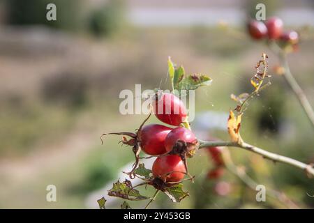 Dettaglio dell'anca rosa selvatica in autunno, ramsta, svezia Foto Stock