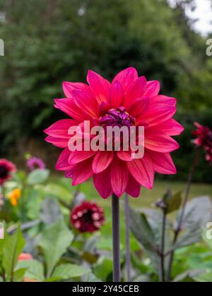Primo piano del vibrante fiore rosa e arancione della "American Dawn" di Dahlia in un giardino di taglio britannico in tarda estate/autunno Foto Stock