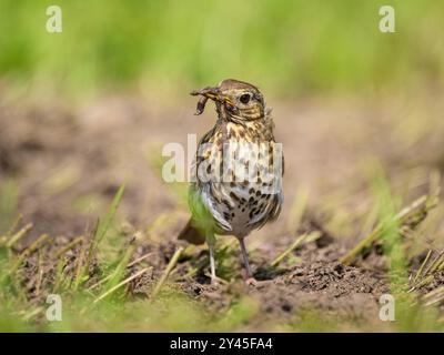 A Song Thrush alla ricerca di cibo sul terreno, giorno di sole in estate nel nord della Germania Lancken-Granitz Germania Foto Stock