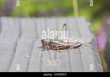 Bog Bush-cricket (Metrioptera brachyptera), femmina Foto Stock