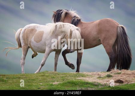 Cavalli islandesi che giocano in un campo, Islanda Foto Stock