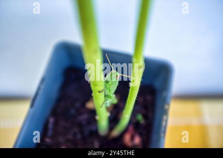 Cavalletta verde che sale su uno stelo di fiori, soddisfatta dopo aver mangiato tutte le foglie Foto Stock