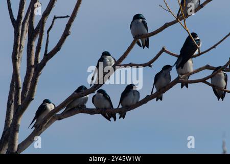Porzione di un gregge di rondine di migrazione primaverile (Tachycineta bicolor) riposa vicino a un ramo. Le rondini degli alberi sono molto sociali. Foto Stock
