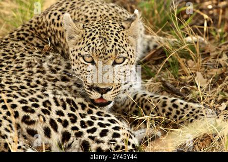 Un leopardo arrabbiato che si agita dopo essere stato disturbato da noi mentre ci rilassavamo Foto Stock