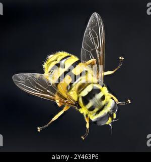 Batman Hoverfly (Myathropa florea) femmina - ripresa in studio di un campione morto (messa a fuoco impilata) Foto Stock