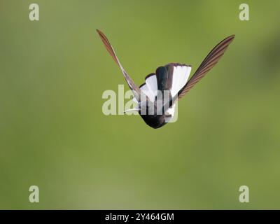 Black Jacobin in volo Florisuga fusca Atlantic Forest, Brasile BI041735 Foto Stock