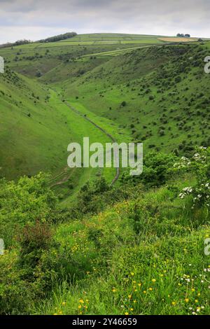 Vista estiva attraverso Cressbrook Dale, vicino al villaggio di Tideswell, Derbyshire, Peak District National Park, Inghilterra, Regno Unito Foto Stock