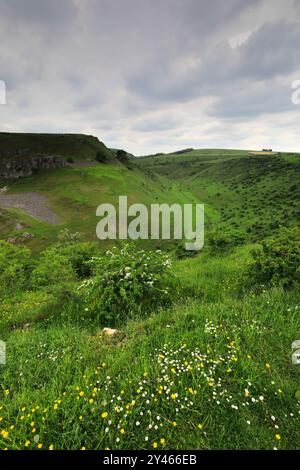 Vista estiva attraverso Cressbrook Dale, vicino al villaggio di Tideswell, Derbyshire, Peak District National Park, Inghilterra, Regno Unito Foto Stock