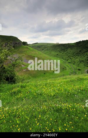 Vista estiva attraverso Cressbrook Dale, vicino al villaggio di Tideswell, Derbyshire, Peak District National Park, Inghilterra, Regno Unito Foto Stock