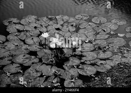 Ninfee, Nymphaeaceae è una famiglia di piante in fiore, comunemente chiamate ninfee. Fiori e foglie galleggianti sull'acqua dello stagno. Bella natura Foto Stock