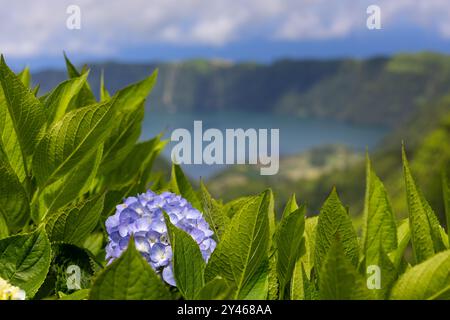 Fiore di Ortensia blu con sullo sfondo la laguna di Sete Cidades. Sao Miguel, Azzorre, Portogallo Foto Stock