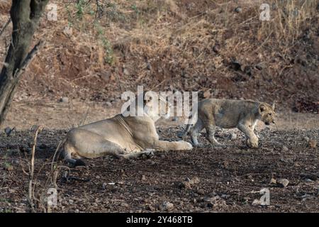 Una splendida leonessa e il suo grazioso cucciolo. Il Parco Nazionale Gir in India ospita il leone asiatico, una sottospecie che si trova solo in questa regione. Foto Stock