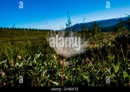 Primo piano di Geum montanum nell'Islanda settentrionale Foto Stock