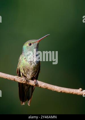 Versicolored Emerald Chrysuronia versicolor Atlantic Forest, Brasile BI041998 Foto Stock