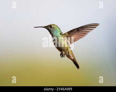 Versicolored Emerald in flight Chrysuronia versicolor Atlantic Forest, Brasile BI042000 Foto Stock