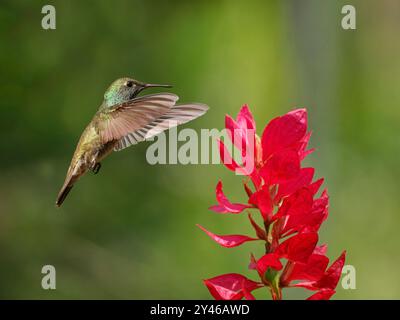 Smeraldo Versicolored che si nutre al fiore Chrysuronia versicolor Atlantic Forest, Brasile BI042001 Foto Stock