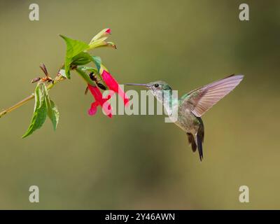 Smeraldo Versicolored che si nutre al fiore Chrysuronia versicolor Atlantic Forest, Brasile BI042003 Foto Stock