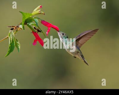 Smeraldo versicolorato che si nutre al fiore Chrysuronia versicolor Atlantic Forest, Brasile BI042007 Foto Stock