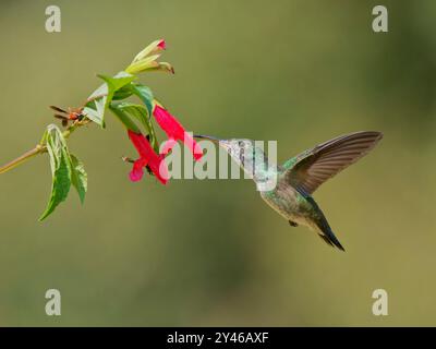 Smeraldo versicolorato che si nutre al fiore Chrysuronia versicolor Atlantic Forest, Brasile BI042011 Foto Stock