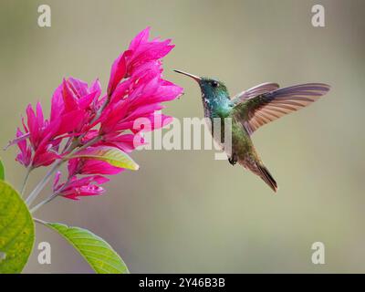 Smeraldo Versicolored al fiore Chrysuronia versicolor Atlantic Forest, Brasile BI042013 Foto Stock