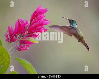 Smeraldo Versicolored al fiore Chrysuronia versicolor Atlantic Forest, Brasile BI042014 Foto Stock