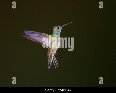 Versicolored Emerald in flight Chrysuronia versicolor Atlantic Forest, Brasile BI042015 Foto Stock