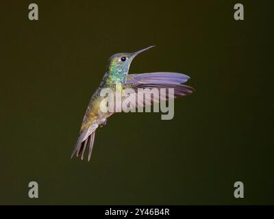 Versicolored Emerald in flight Chrysuronia versicolor Atlantic Forest, Brasile BI042016 Foto Stock