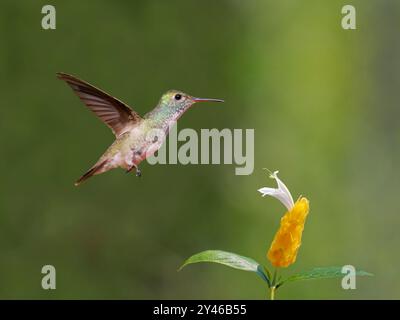 Smeraldo Versicolored al fiore Chrysuronia versicolor Atlantic Forest, Brasile BI042017 Foto Stock