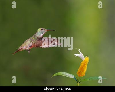 Smeraldo Versicolored al fiore Chrysuronia versicolor Atlantic Forest, Brasile BI042018 Foto Stock