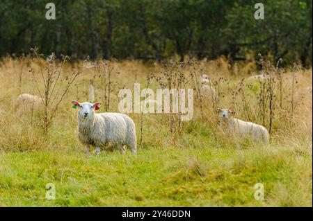 Un gruppo di pecore pascolano piacevolmente in un pascolo verde vivace pieno di erba alta e piante selvatiche sotto un cielo azzurro. Foto Stock