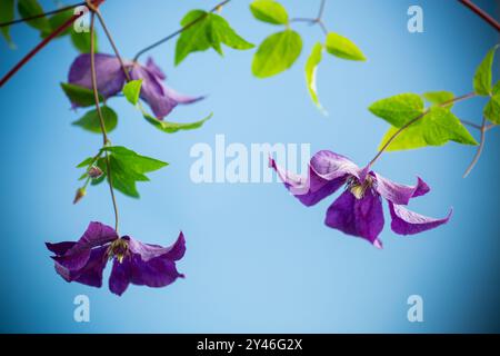 ramo di clematide viola in fiore, isolato su sfondo blu . Foto Stock