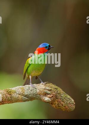 Tanager a collo rosso Tangara cyanocephala Atlantic Forest, Brasile BI042524 Foto Stock