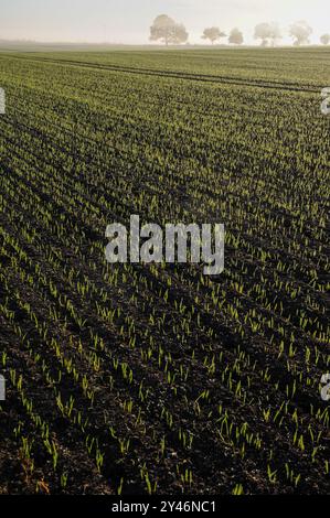 GERMANIA, campo con piante giovani con rugiada mattutina Foto Stock