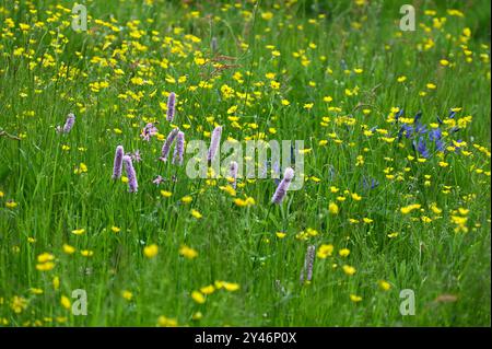 Piantagione mista in stile prato primaverile con ranuncoli, bistorta e camassia che crescono in un giardino del Regno Unito a maggio Foto Stock