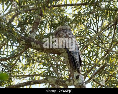 Grande potoo o grande potoo, Riesentagschläfer, Grand Ibijau, Nyctibius grandis, óriás álmosmadár, parco nazionale di Yasuní, Ecuador, Sud America Foto Stock