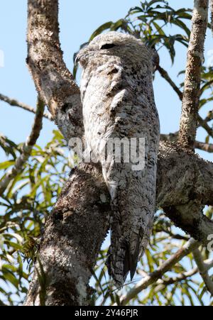 Grande potoo o grande potoo, Riesentagschläfer, Grand Ibijau, Nyctibius grandis, óriás álmosmadár, parco nazionale di Yasuní, Ecuador, Sud America Foto Stock