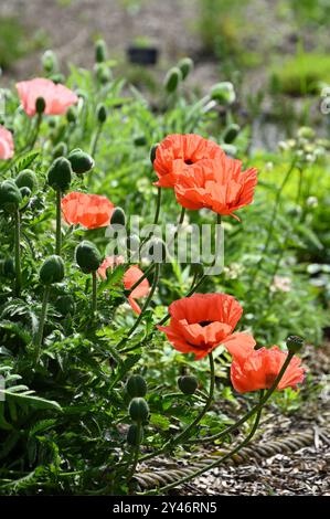 Fiori primaverili rossi luminosi retroilluminati di papavero orientale, papaver orientale nel giardino britannico maggio Foto Stock