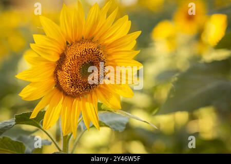 Bela Vista de Goias, Goias, Brasile – 10 maggio 2023: Primo piano di un fiore di girasole con un'ape al centro. Sfondo sfocato. Foto Stock