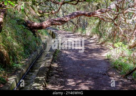 Sentiero escursionistico lungo le storiche levadas durante l'escursione Levada das 25 Fontes a Madeira, Portogallo. Foto Stock