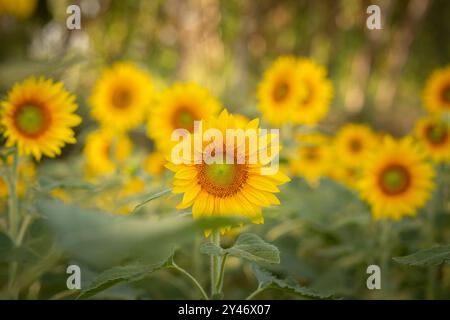 Bela Vista de Goias, Goias, Brasile – 10 maggio 2023: Dettaglio di una splendida piantagione di girasoli con particolare attenzione al primo piano. Foto Stock